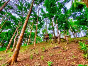 Bukit Curahem Gunung Kencana, Destinasi Wisata di Banten Selatan Bantengate.id