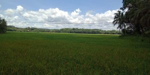 75 Hektar Padi Sawah di Blok Cikalong Desa Gununganten, akan Segera Panen Bantengate.id