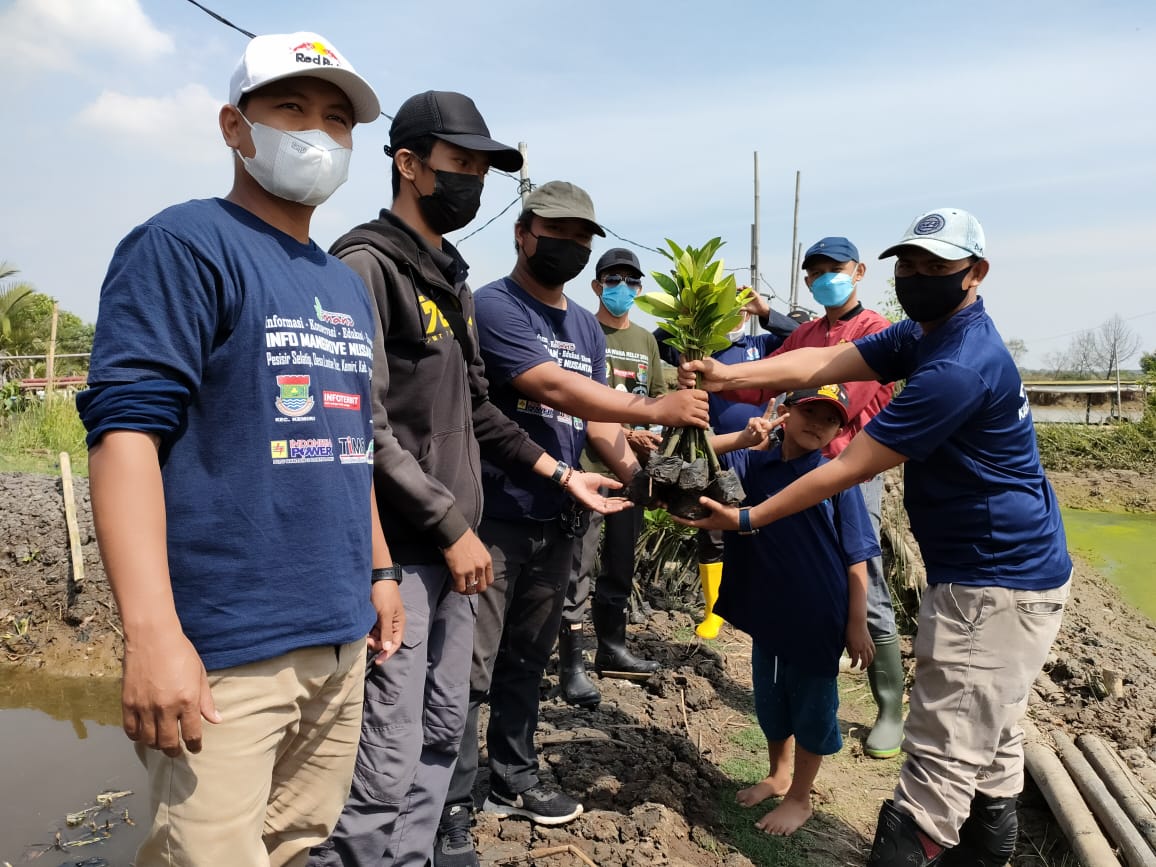 Tanam Mangrove di Lontar, Sinergi Peduli Lingkungan IMANU, HIPMI dan HNSI Kabupaten Tangerang Bantengate.id