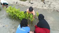 Kamar Ijo Community berkolaborasi untuk memerangi perubahan Iklim dengan Menanam Mangrove di Pulau Tidung Kecil, Kepulauan Seribu, DKI Jakarta