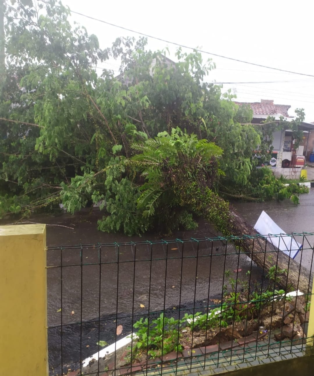 Satu Pohon Mahoni Besar di Kota Rangkasbitung Tumbang, Di Tengah Hujan Deras Disertai Angin Kencang