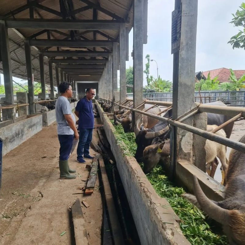 Jelang Idul Adha 1445 H, Disnakkeswan Kab. Lebak Tingkatkan Pengawasan Hewan Qurban