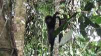 Habitat Rusak, Sekelompok Lutung Masuk ke Permukiman Warga di Desa Cimandiri Lebak Selatan