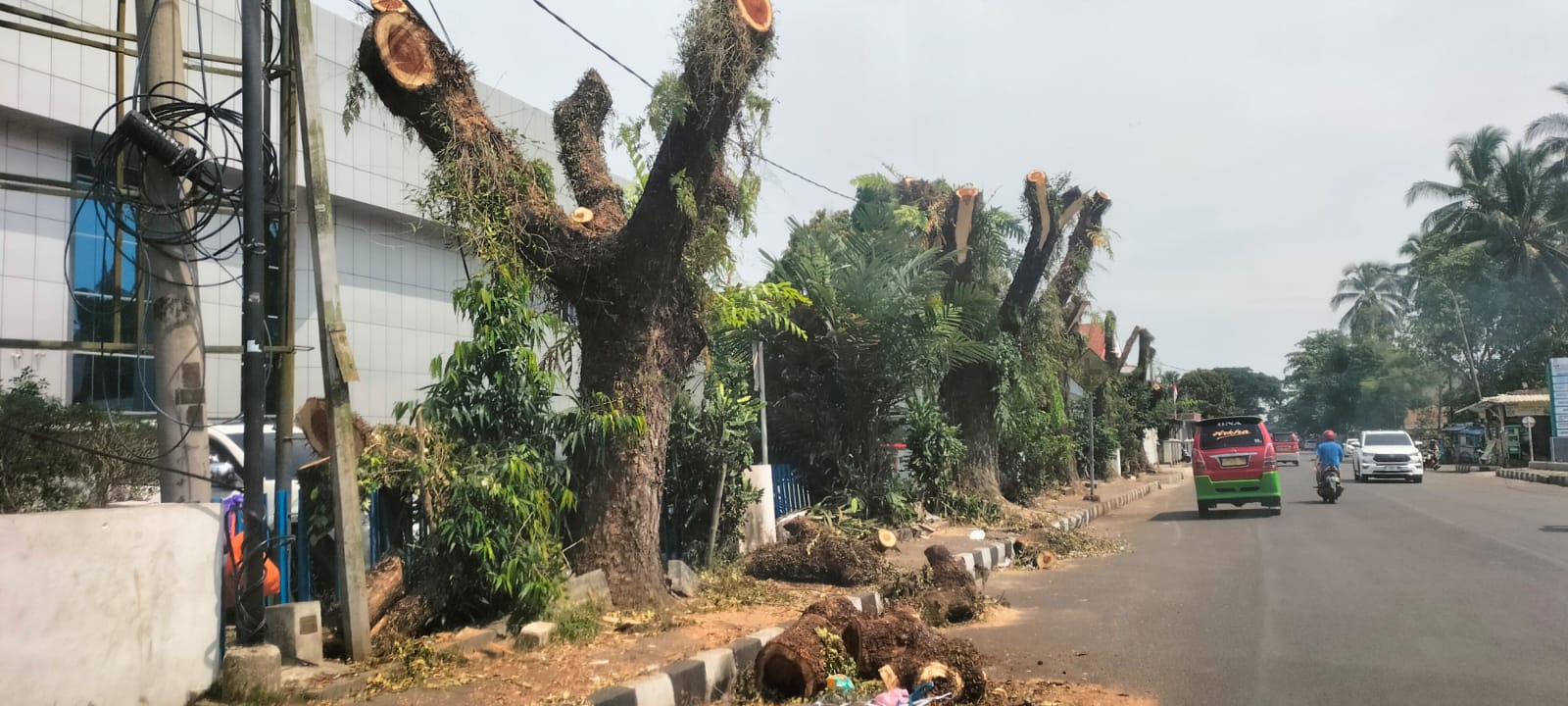 Aktivis Lingkungan Sesalkan Penebangan Pohon di Rangkasbitung