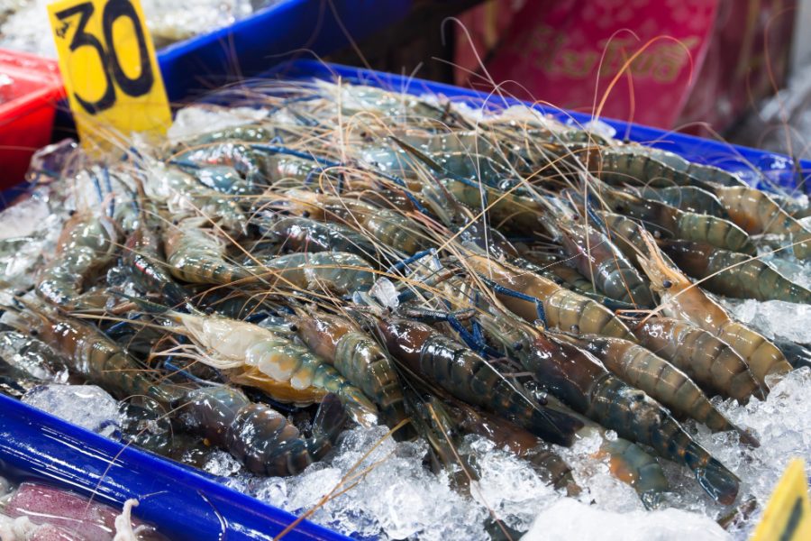 Panduan Perizinan dan Tantangan Pengadaan Tambak Udang di Indonesia