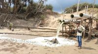 Perusahaan Tambak Udang di Pantai Bagedur Buang Limbah Langsung ke Laut