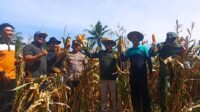 Bupati Tanah Datar Hadiri Panen Raya Jagung di Nagari Padang Magek