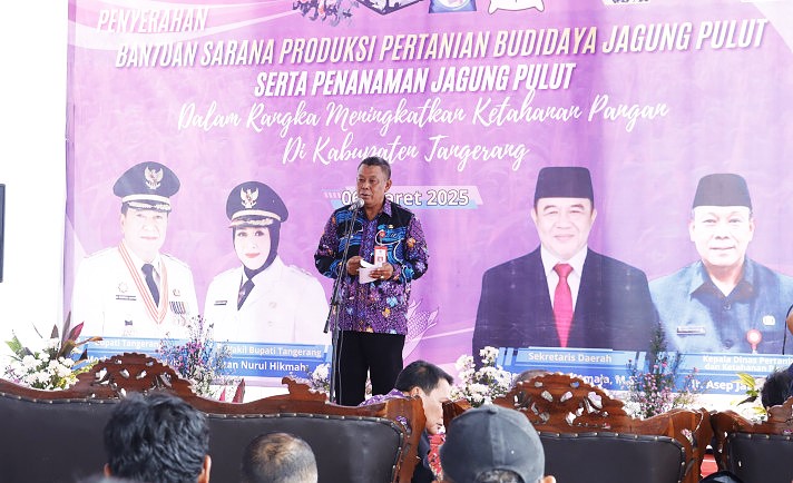 DPKP Kabupaten Tangerang, Tanam Jagung Pulut untuk Tingkatkan Ketahanan Pangan