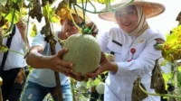 Wabup Tangerang Panen Ribuan Melon, Dorong Pemanfaatan Lahan Tidur untuk Ketahanan Pangan