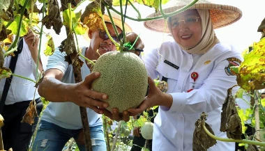 Wabup Tangerang Panen Ribuan Melon, Dorong Pemanfaatan Lahan Tidur untuk Ketahanan Pangan